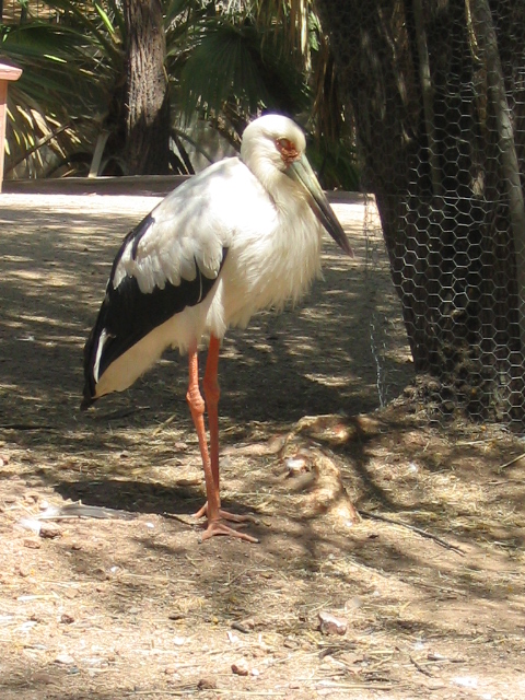 458x617 pixels (238K)